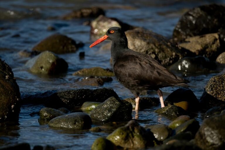 Yachats becomes first ‘Bird City’ on the Pacific Coast