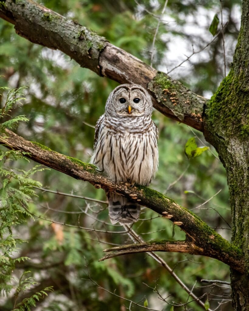 Controversial plan to kill 450,000 barred owls across the Pacific Northwest may already be underway