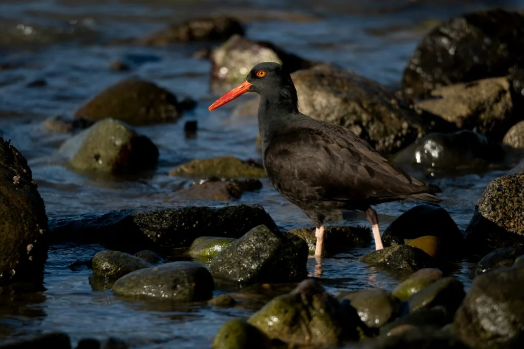 Yachats becomes first ‘Bird City’ on the Pacific Coast