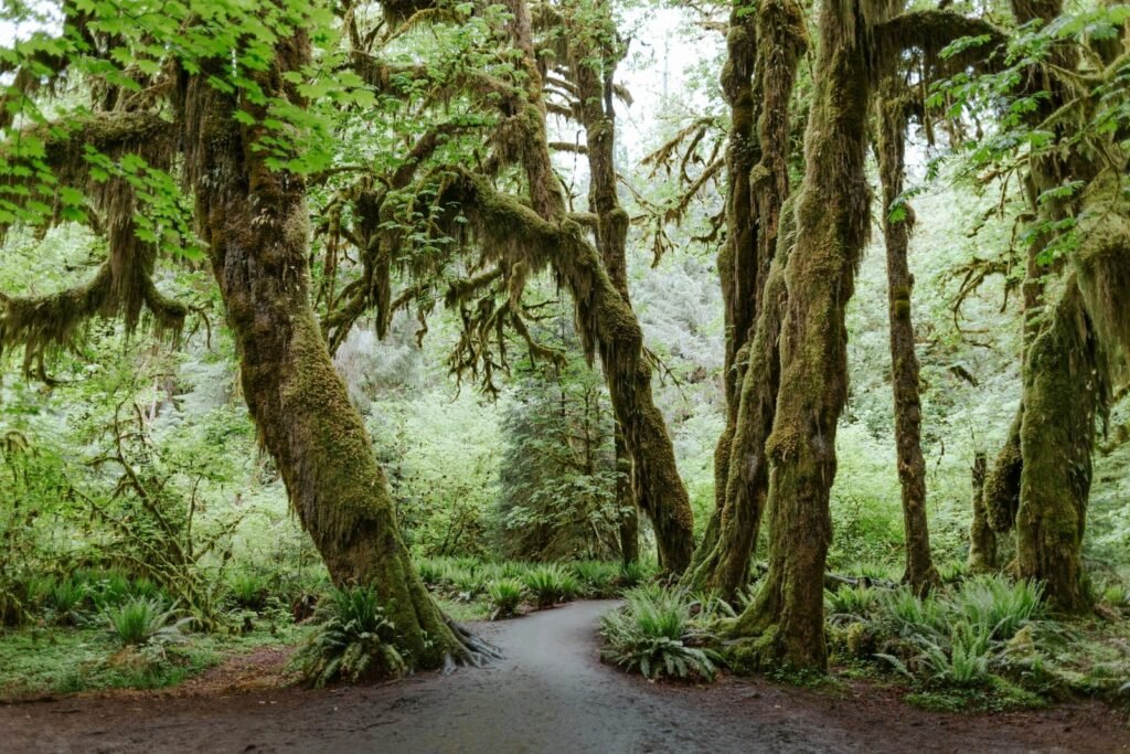 National Geographic names Olympic National Park one of the best U.S. national parks to experience after dark