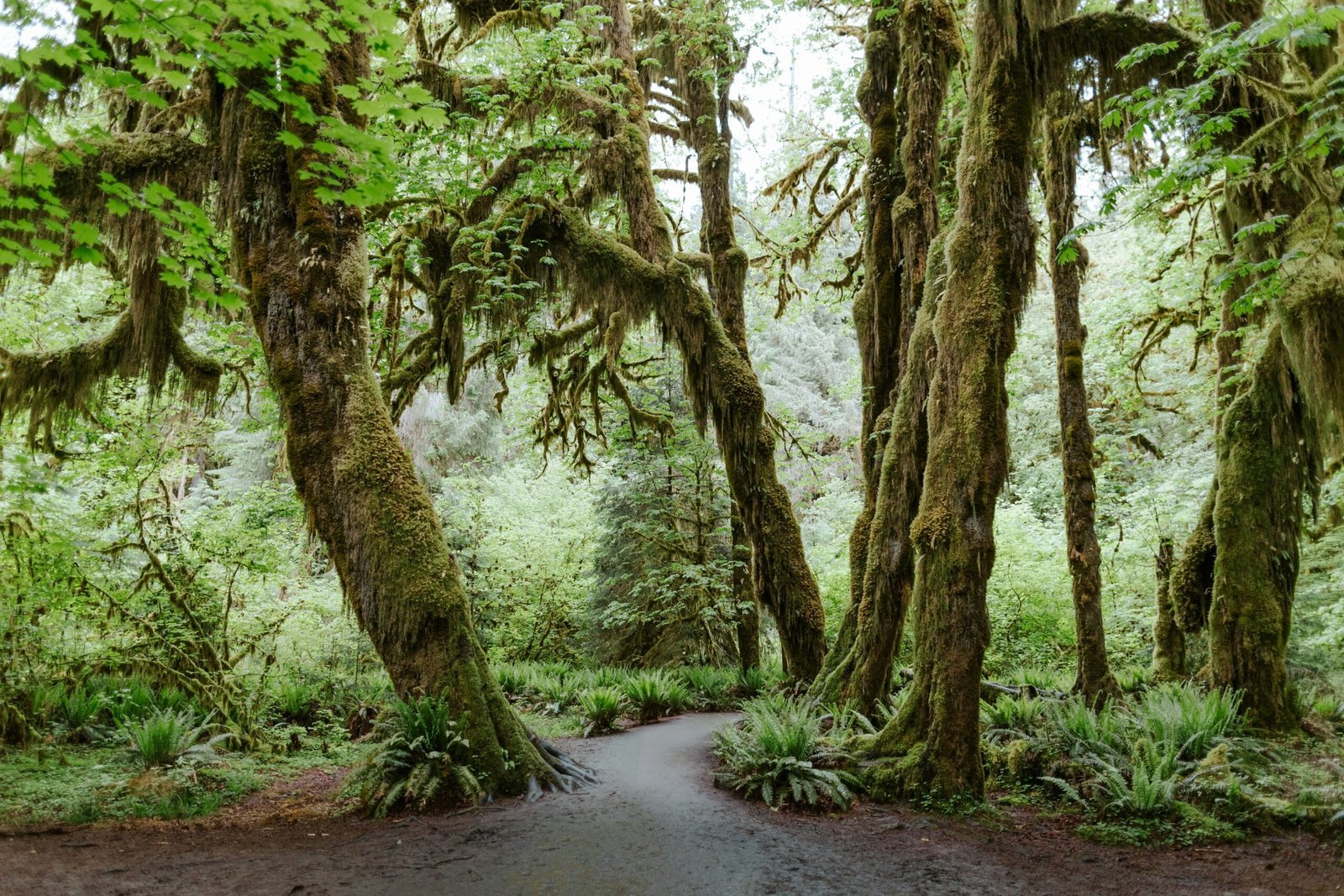 National Geographic names Olympic National Park one of the best U.S. national parks to experience after dark