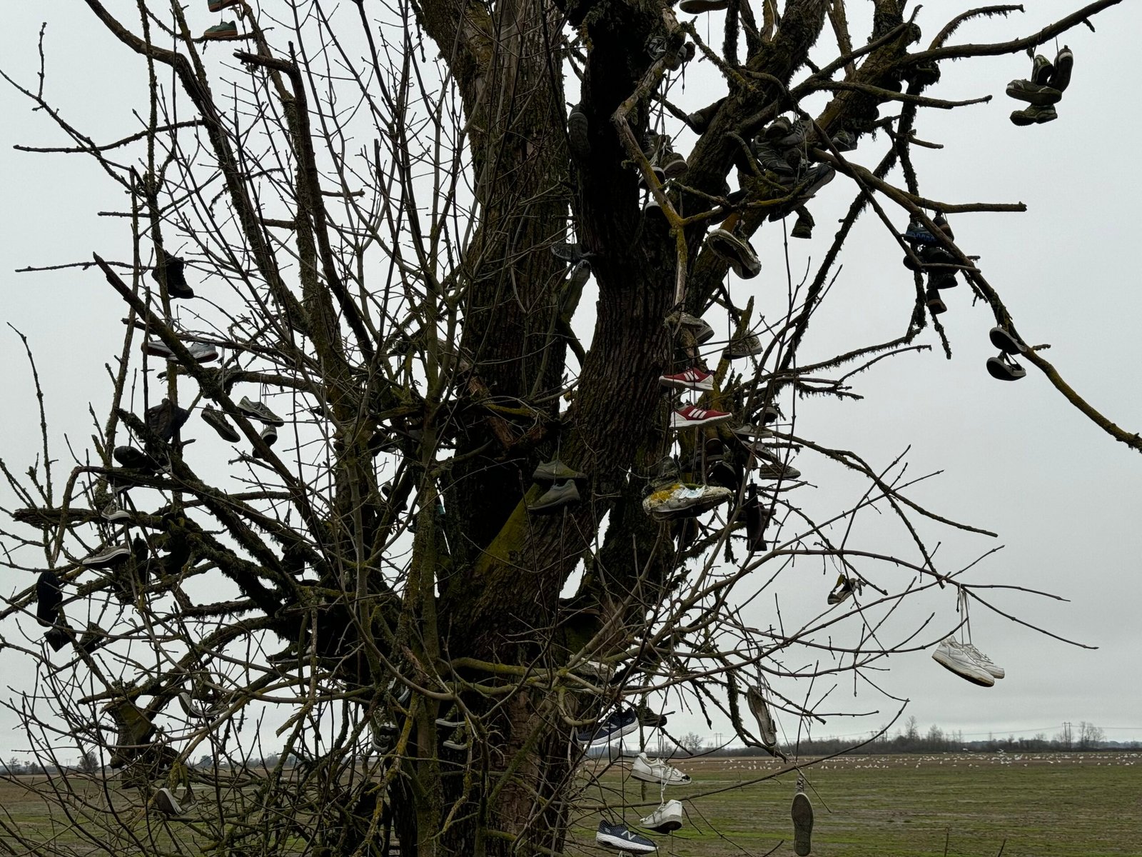 The Strange History of Oregon’s Shoe Trees, and Where to Find Them