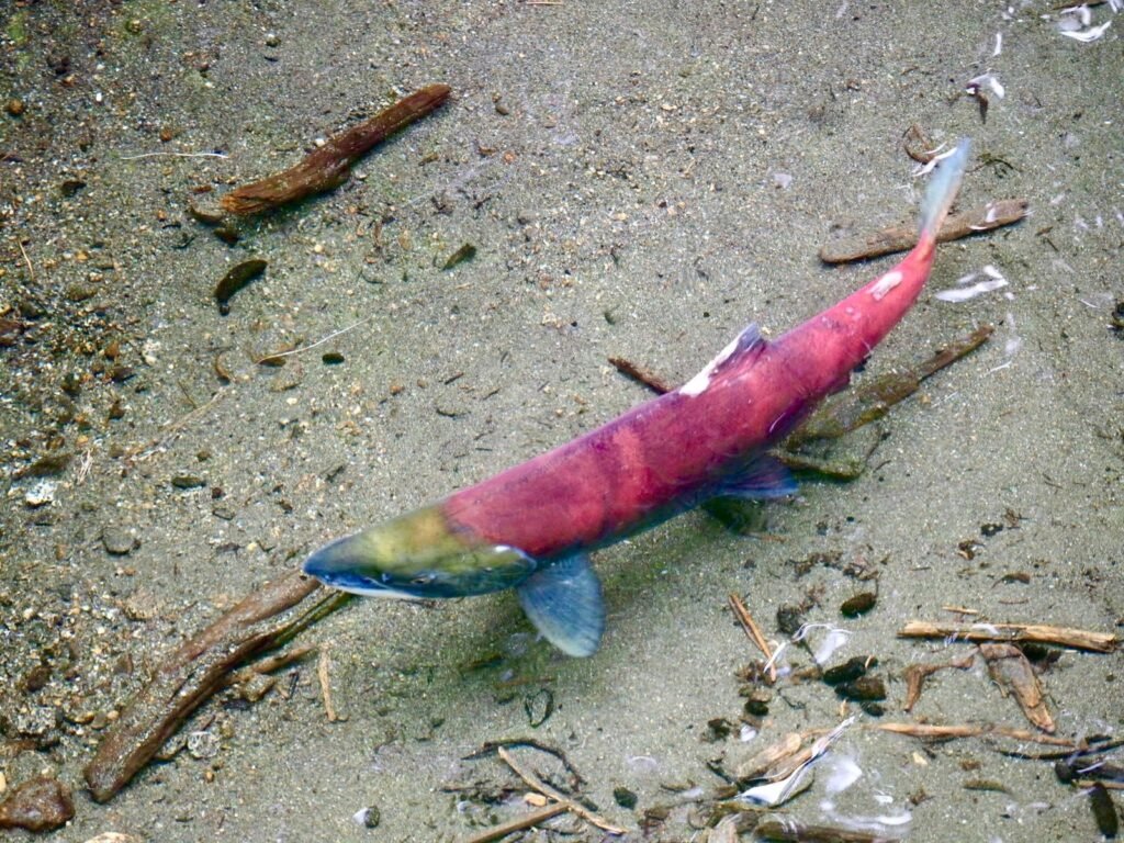 Conservation groups sue Trump administration over endangered species protections