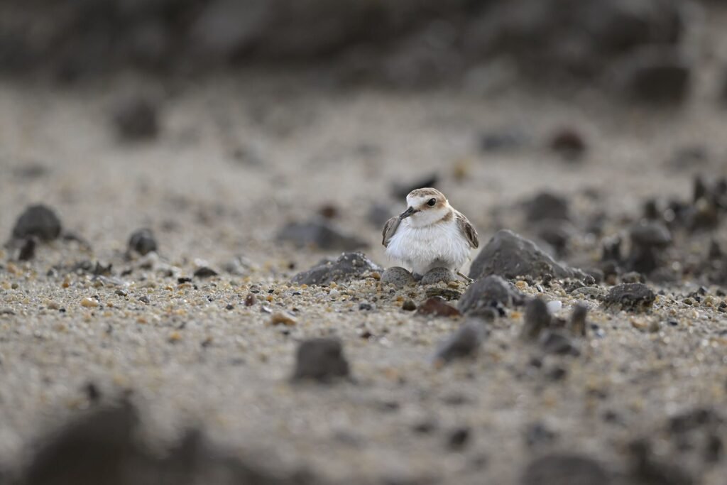 Trump ends habitat protections for endangered species. What it means for the Pacific Northwest