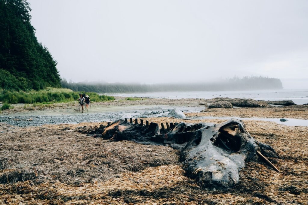 Gray whale deaths along PNW Coast prompt ‘Catastrophic Mortality Event’