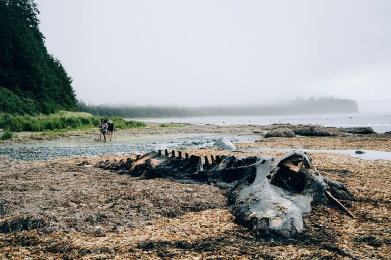 Gray whale deaths along PNW Coast prompt ‘Catastrophic Mortality Event’