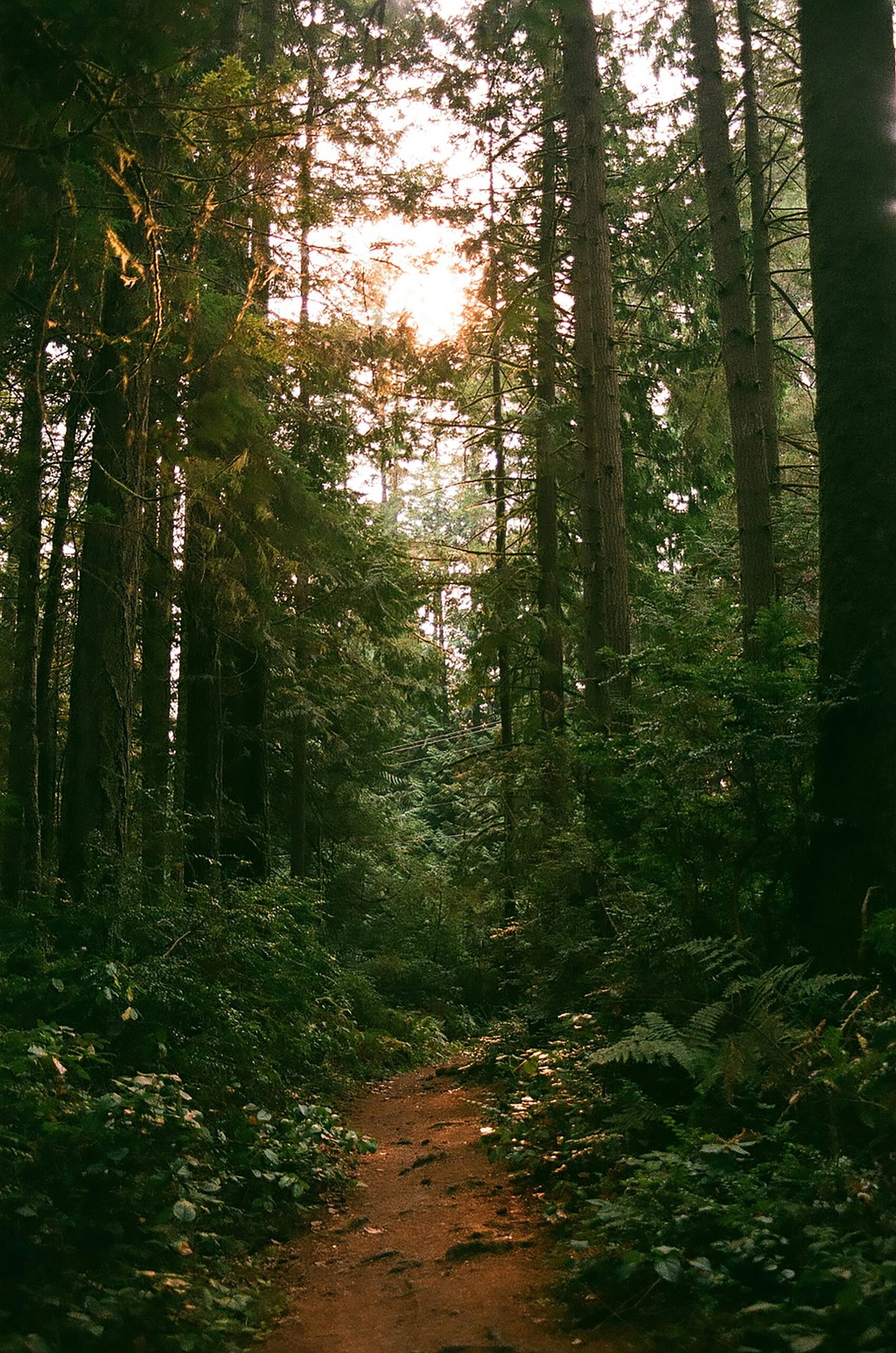 Seattle Times highlights 7 hikes to take on some of Washington’s most iconic islands