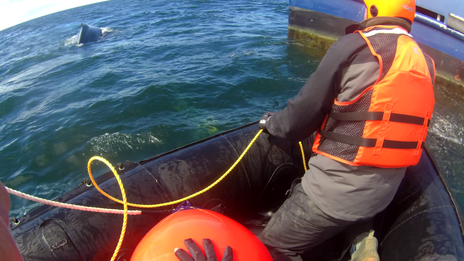 Humpback whale rescued off Oregon Coast not expected to survive