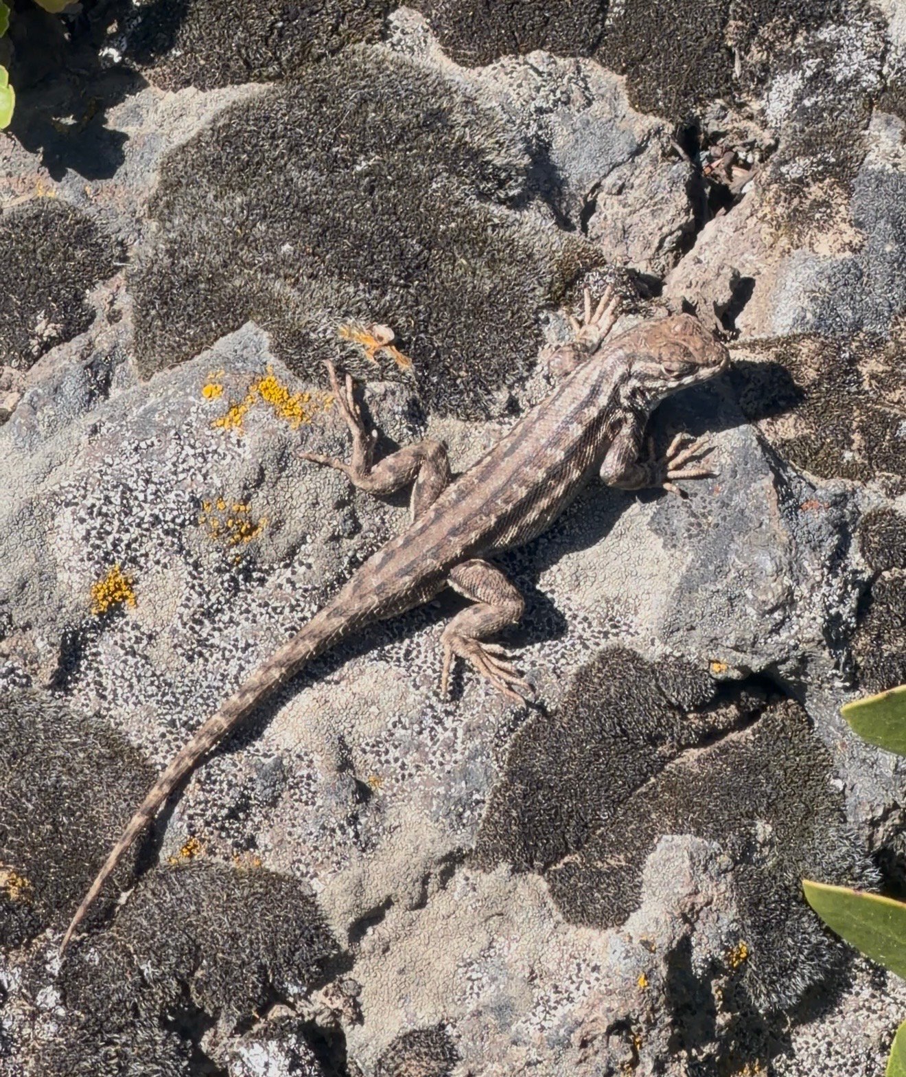 What lizards live in Oregon? Here are some of the most common species