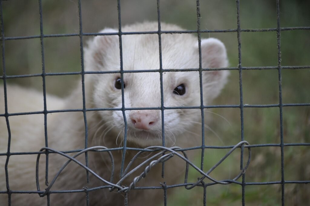 Overnight break-in leaves hundreds of mink missing from Oregon pelt farm