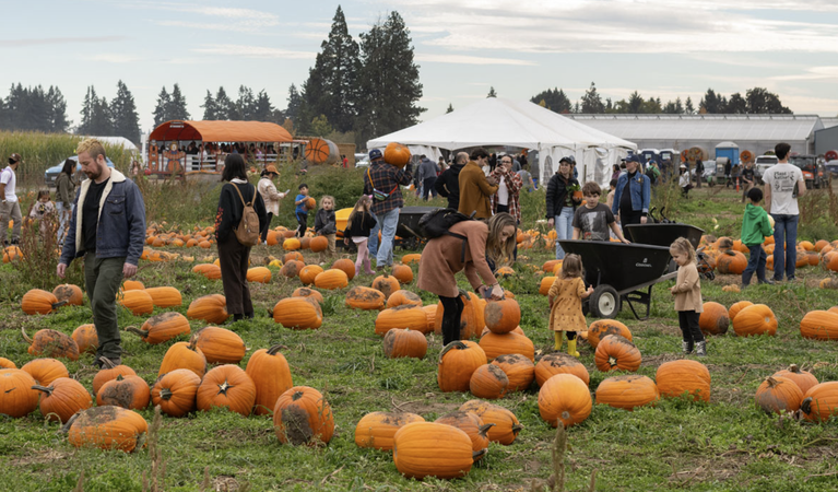 Bauman’s pumpkin patch and festival opens 2026 season with 30+ kid-friendly activities
