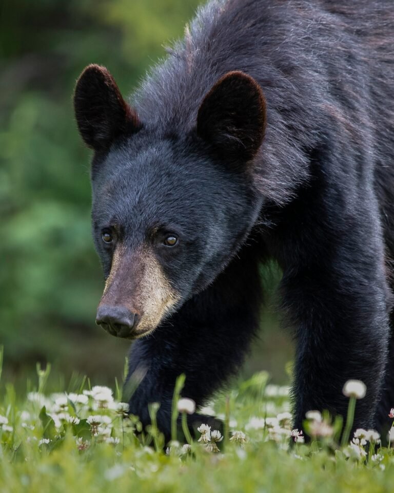 Man and child injured in black bear encounter near Bellingham