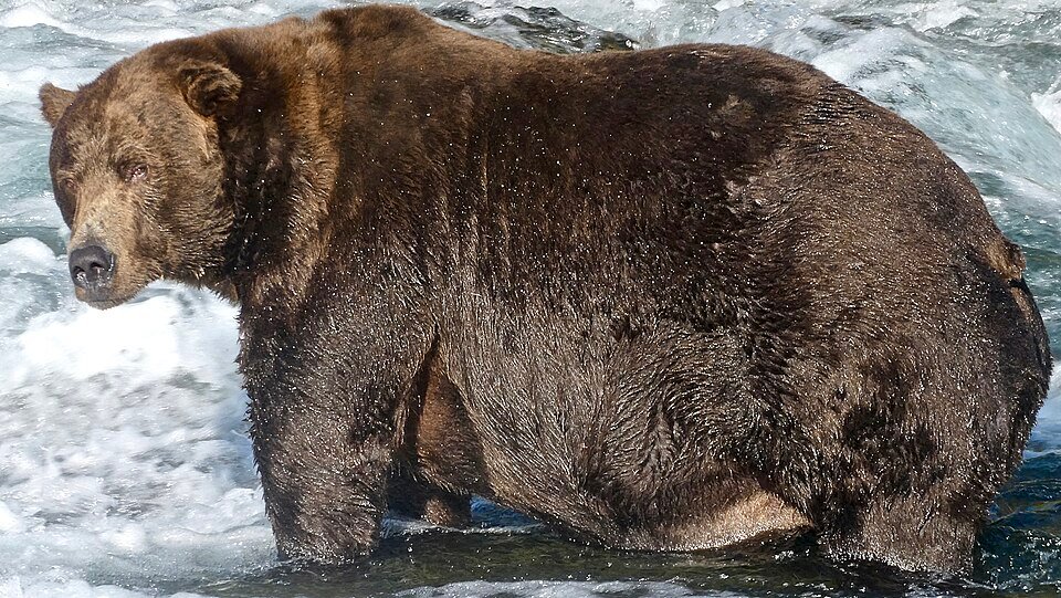 Fat Bear Week 2026: Here’s how Pacific Northwest residents can vote