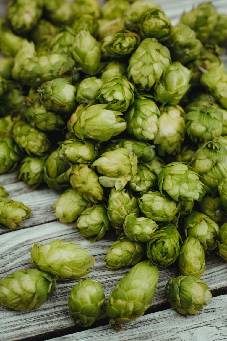 5 Fresh Hop Festivals to Check Out in Washington This Fall