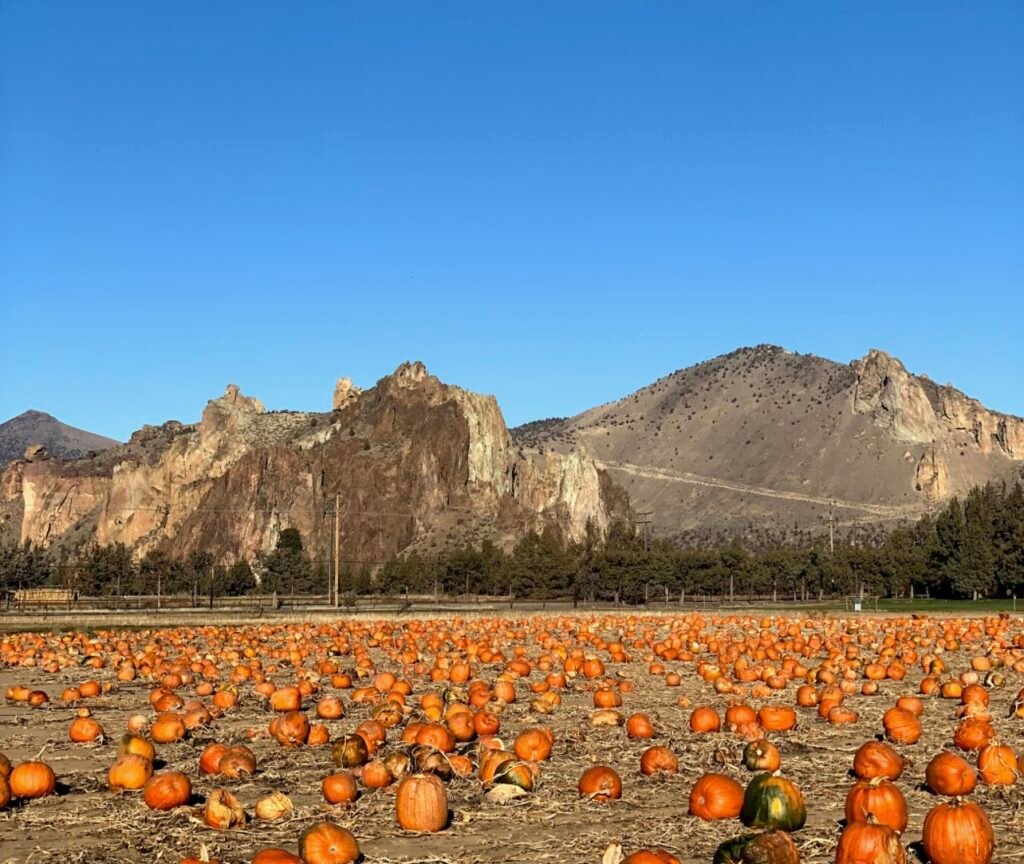 25 Oregon Pumpkin Patches to visit in 2026