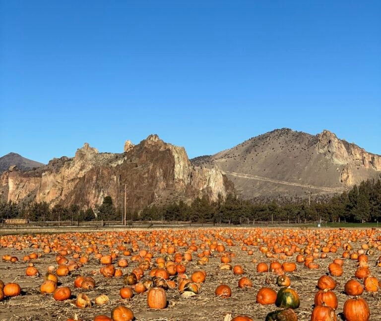 25 Oregon Pumpkin Patches to visit in 2026