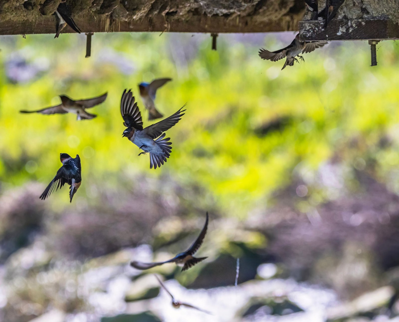 Vaux’s Swifts are returning to Pacific Northwest chimneys for their Fall migration