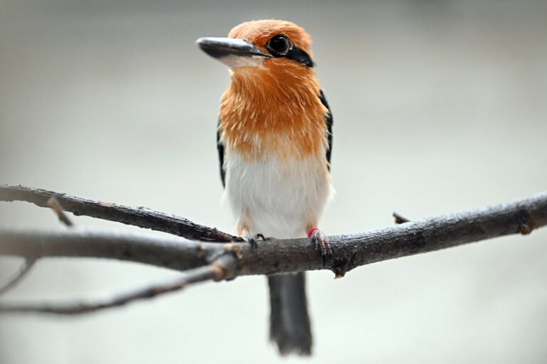 Oregon Zoo bird could join rare Sihek population in the wild