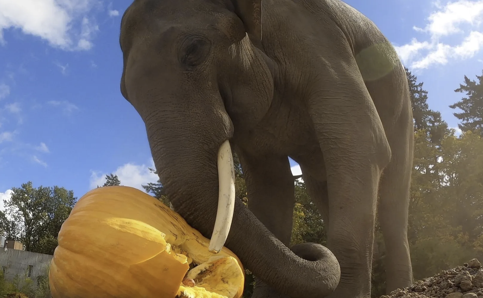 Oregon Zoo hosts 2026 annual pumpkin squish: See Samudra crush a 500-pound pumpkin