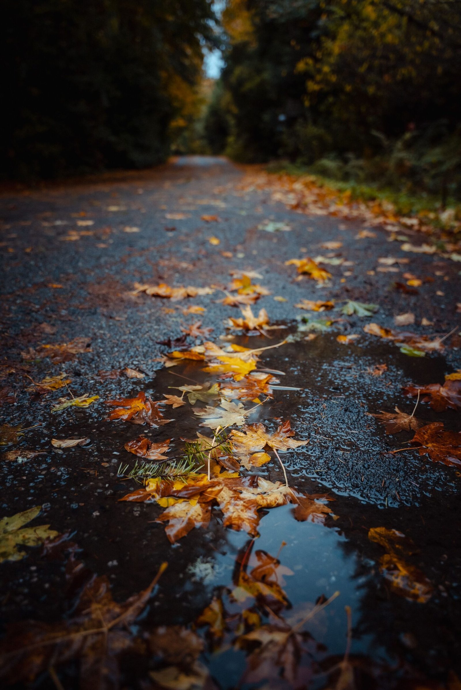 Pacific Northwest rainfall nears historic lows this October
