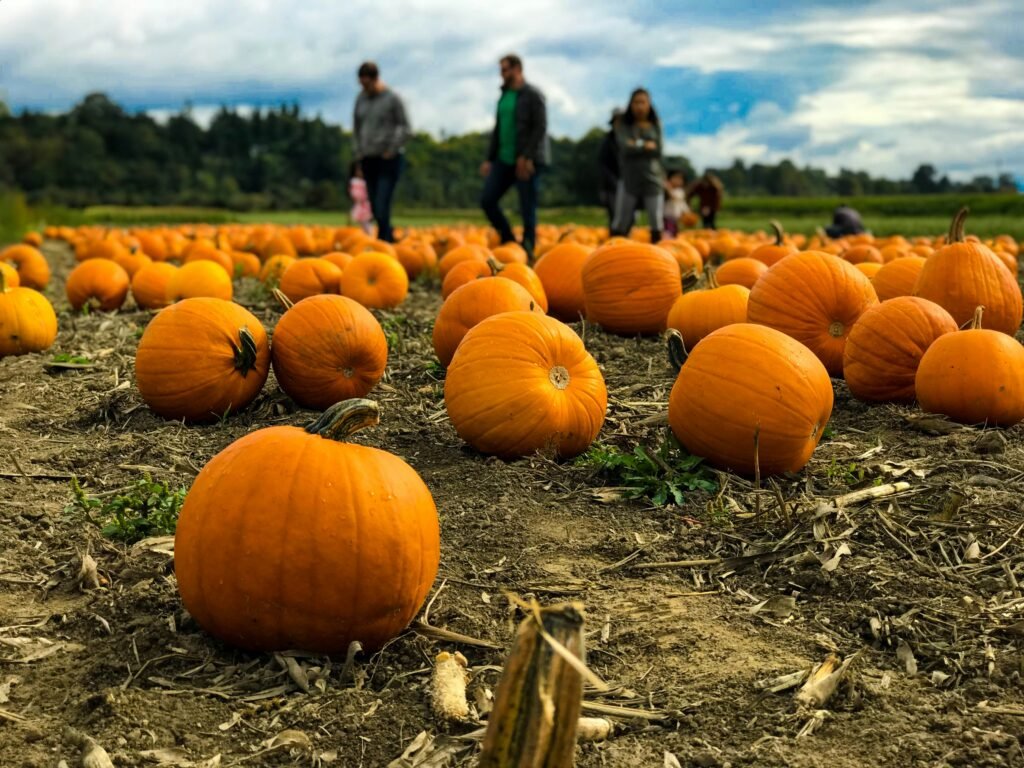 Oregon Coast pumpkin patches: Where to find pumpkin patches along the coast in 2026