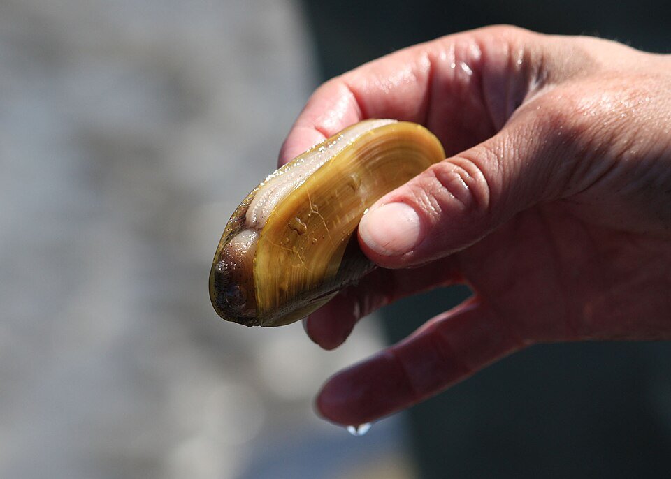 Oregon closes razor clamming statewide after tests find elevated toxin levels